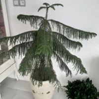 گل مطبق|گل و گیاه طبیعی|قوچان, |دیوار