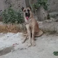 سگ سرابی افقانی پژدر