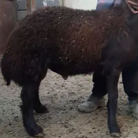 ۲ راس بره قوچ هترو