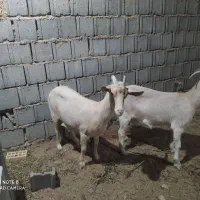 بز سانن|حیوانات مزرعه|نیر (یزد), |دیوار