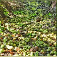 گردو با کیفیت تویسرکان پوست کاغذی|خوردنی و آشامیدنی|محمدشهر, کوی بهار|دیوار