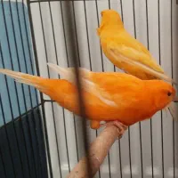 قناری ردفکتور As+رسمی|پرنده|شاهرود, |دیوار