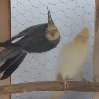 معاوضه با ملنگو|پرنده|کرمان, |دیوار