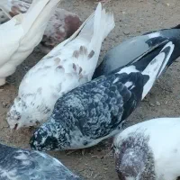 چندتا کفتر بازی کن وپرش بالا|پرنده|فهرج, |دیوار