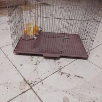 قفس پرنده