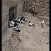 کفتر|پرنده|بروجرد, |دیوار