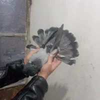 کفتر دم سیاه و سبز بازی کنه|پرنده|شهرضا, |دیوار