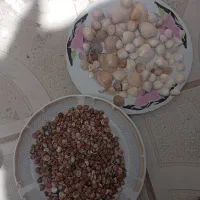 صدف|صنایع دستی و سایر لوازم تزئینی|الیگودرز, |دیوار