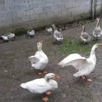 غازاکراینی ومحلی