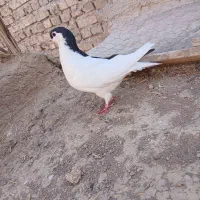 کبوتر|پرنده|رفسنجان, |دیوار