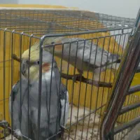 یک جفت عروس هلندی