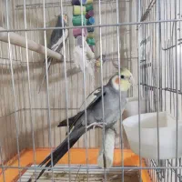 عروس‌ هلندی ۲ عدد نر|پرنده|پاکدشت, پاکدشت (مامازند)|دیوار