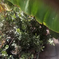 موز برگ بو نهال درخت گل و گیاه همیشه سبز ۴فصل چهار|گل و گیاه طبیعی|تهران, آسمان|دیوار