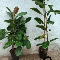 همایش ویژه سانسوریا ویوکا