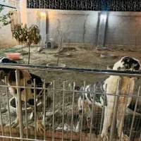 سگ قلدر خراسانی نر ماده