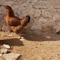 مرغ|حیوانات مزرعه|بزینه رود, |دیوار
