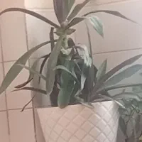 گل موسی در گهواره