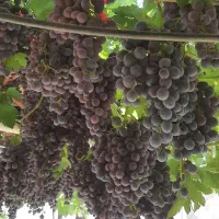 فروش انگور سیاه(شانی)