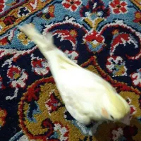 عروس هلندی دستی بیرون ببری از رو دستت تکان نمیخوره|پرنده|علی‌آباد کتول, |دیوار
