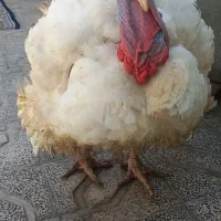 یک جفت بوقلمون گوشتی