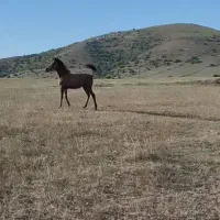 کره اسب نریان