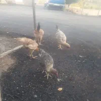مرغ وخروس