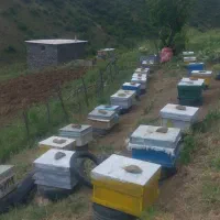فروش کندوی زنبورعسل