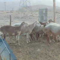 فروش میش چینی|حیوانات مزرعه|لامرد, |دیوار