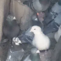 بیستون دوسه تا نر پلاکی مرغ و بپر|پرنده|بردسیر, |دیوار