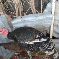 ۲ عدد بوقلمون