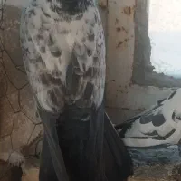 ماده|پرنده|معصومیه, |دیوار