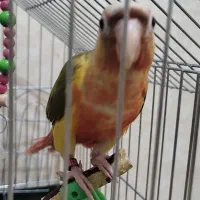 گرینچیک فول قرمز