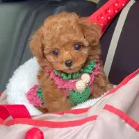 سگ توله توی پودل پودل اپریکات ۶۵ روز