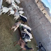 فروش بز سانن دورگ