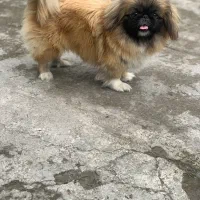 سگ پیکنیز خالص|سگ|رشت, کوی عرفان|دیوار