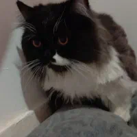 گربه|گربه|اسلامشهر, شهرک واوان|دیوار