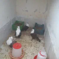 جوجه کربلایی با پدر مادر دوتا جوجه کوچیک