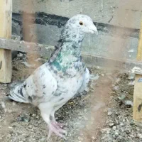 کفتر|پرنده|یزد, |دیوار