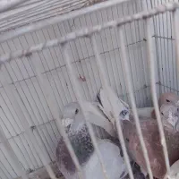 کفتر|پرنده|سبزوار, چهارراه فرودگاه|دیوار