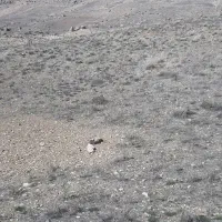 شراکت برای کاشت سیر