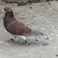 ابگون پرشی ضربه