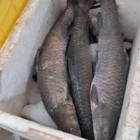 پخش عمده ماهی رودخانه|ماهی|دزفول, |دیوار