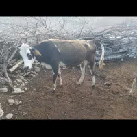 گاو وگوساله محلی گمشده