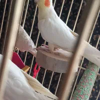 عروس هلندی لوتینو ماده آمادهی جفت|پرنده|اصفهان, چشمه باقرخان|دیوار