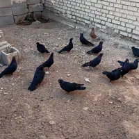 کبوتر زاغ رامشیر