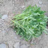 نشا گوجه