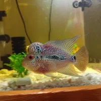 ماهی فلاور هورن نر