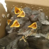 جوجه میناورامین
