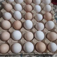 تخم مرغ تازه