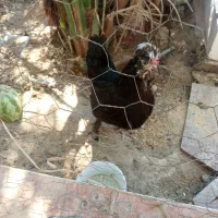 مرغ سلطان ونیمچه مرغ|حیوانات مزرعه|آبدان, |دیوار